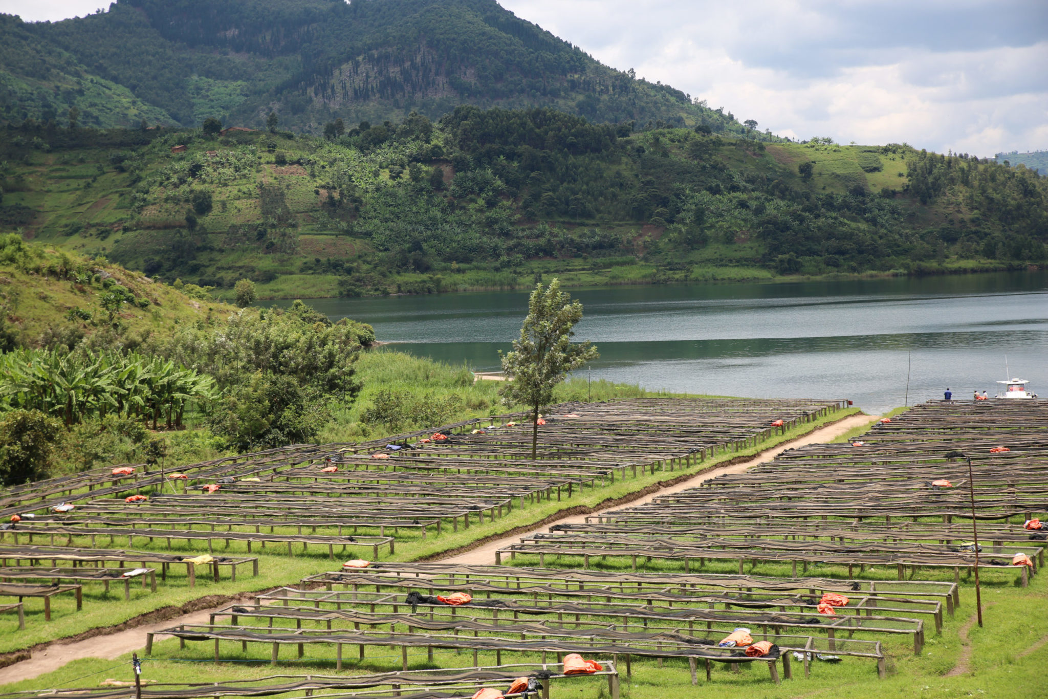 montagnes des Virunga